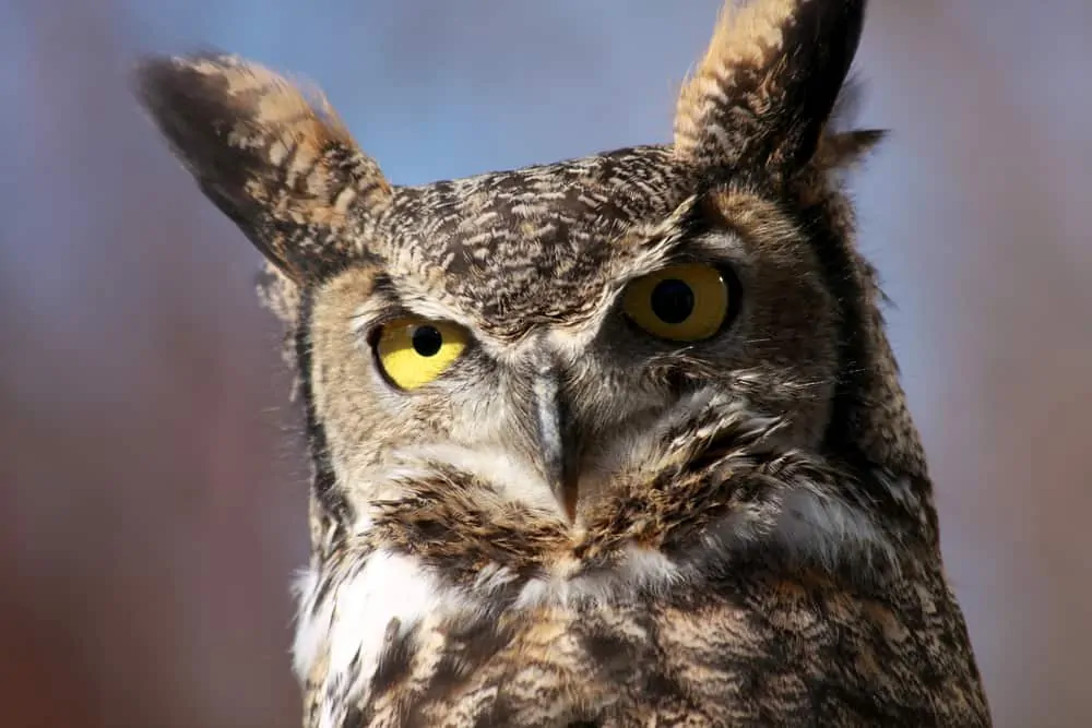 Owl near Boise River Idaho